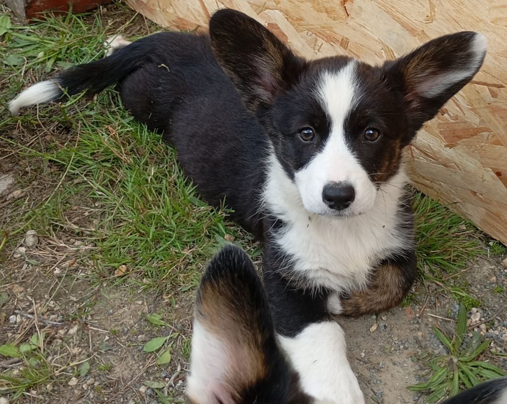 Manon Uberos - Chiots disponibles - Welsh Corgi Cardigan