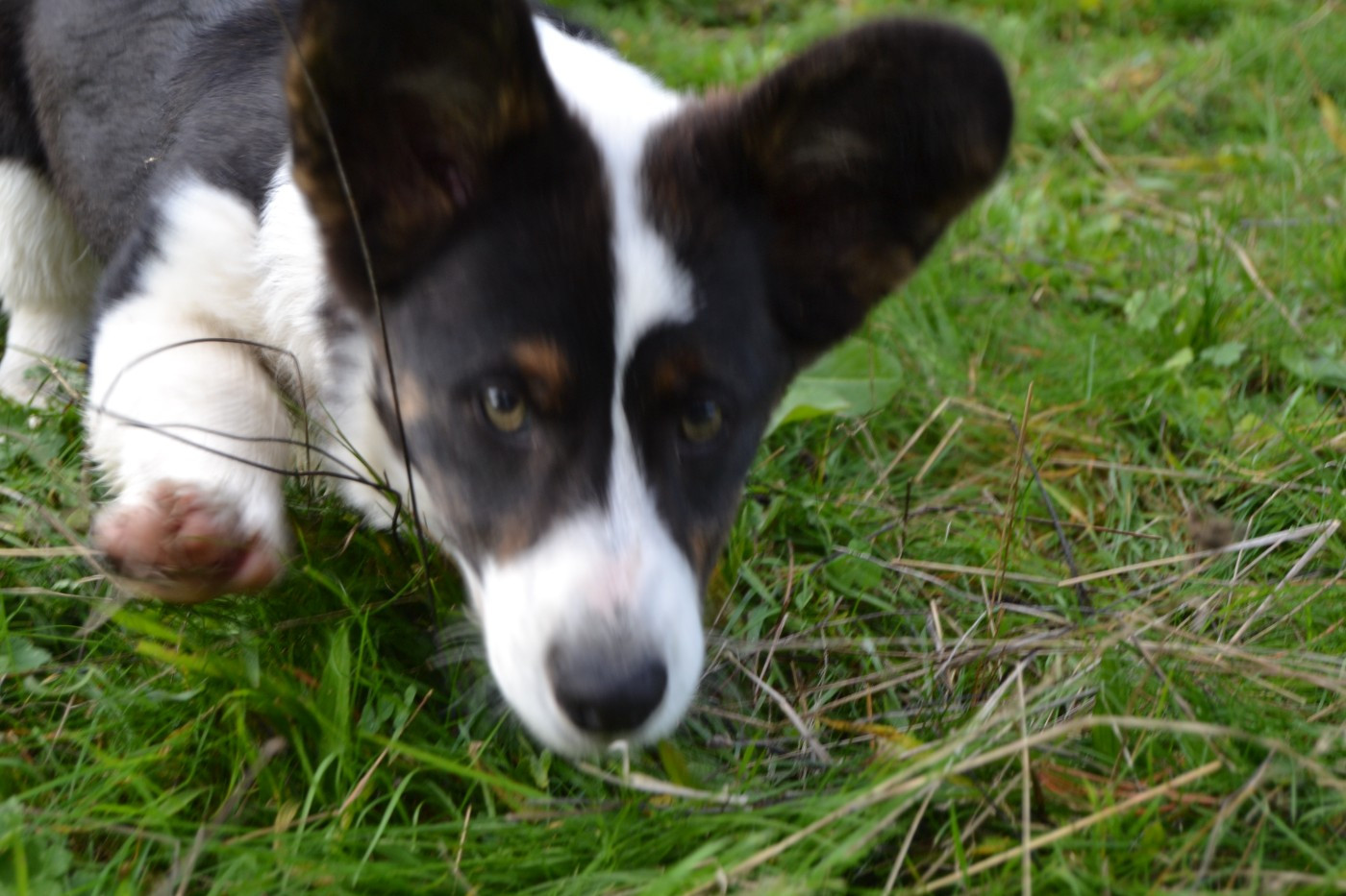 Manon Uberos - Chiots disponibles - Welsh Corgi Cardigan