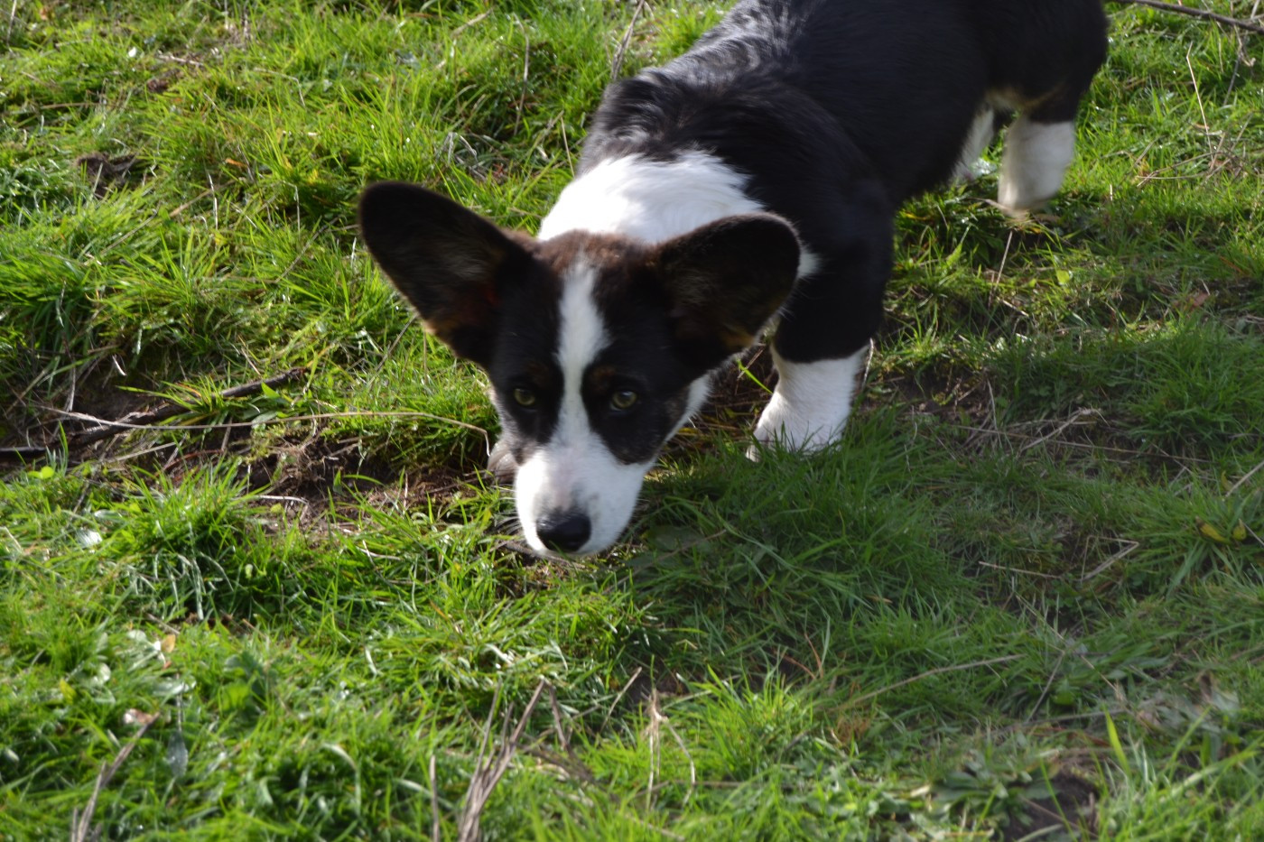 Manon Uberos - Chiots disponibles - Welsh Corgi Cardigan