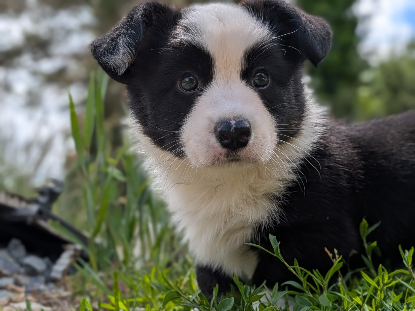 Manon Uberos - Chiots disponibles - Welsh Corgi Cardigan