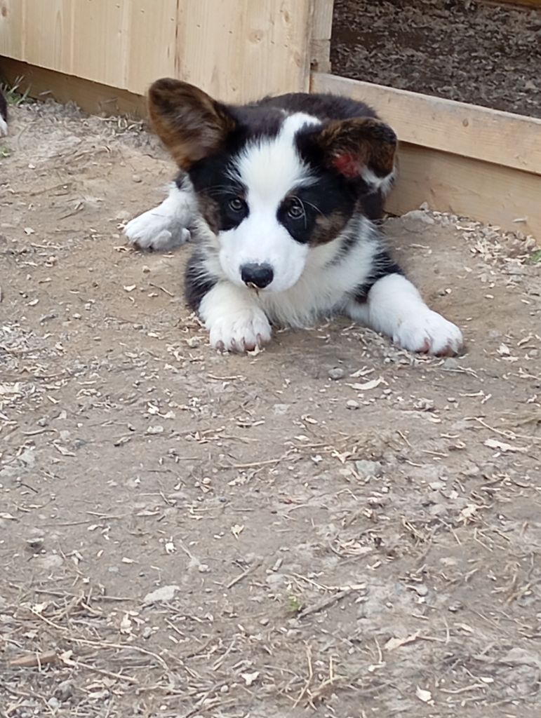 Manon Uberos - Chiots disponibles - Welsh Corgi Cardigan