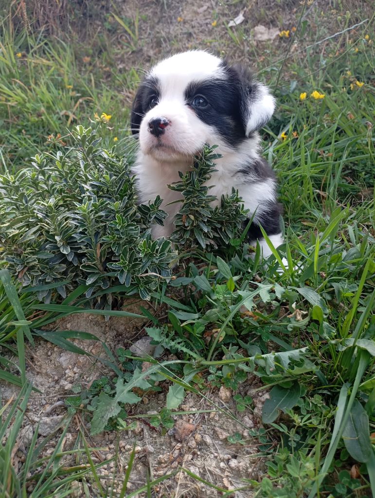Manon Uberos - Chiots disponibles - Welsh Corgi Cardigan
