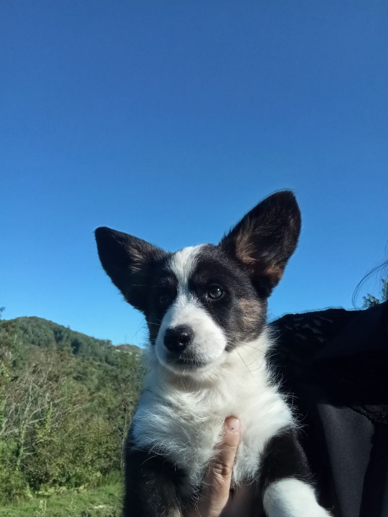 Manon Uberos - Chiots disponibles - Welsh Corgi Cardigan