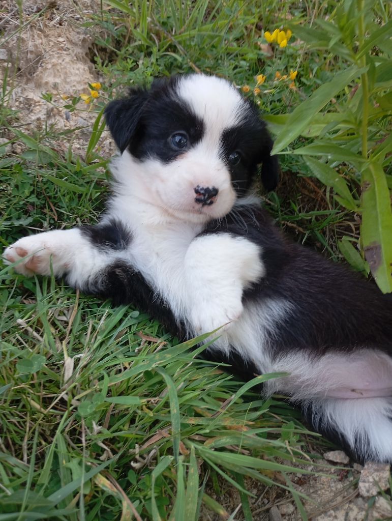 Manon Uberos - Chiots disponibles - Welsh Corgi Cardigan