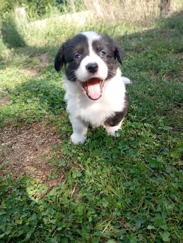 Manon Uberos - Chiots disponibles - Welsh Corgi Cardigan