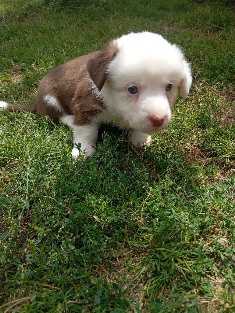 Manon Uberos - Chiots disponibles - Welsh Corgi Cardigan