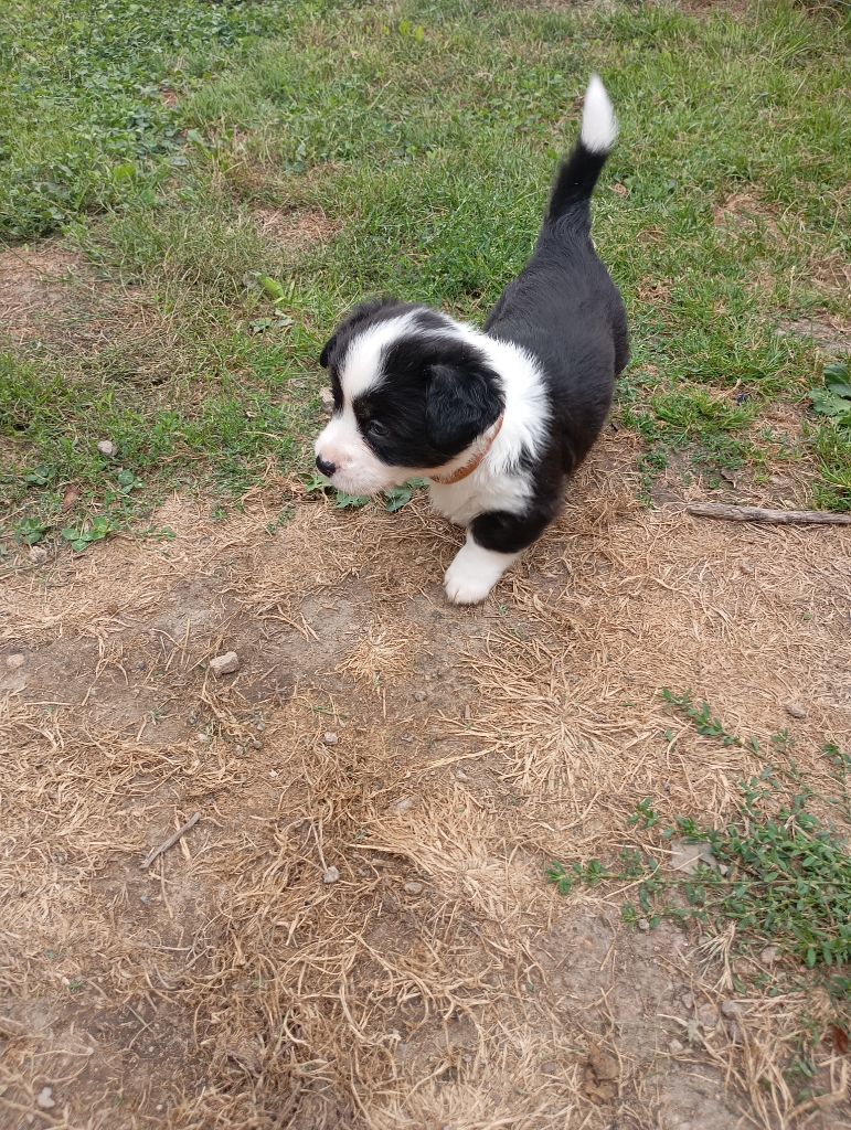 Manon Uberos - Chiots disponibles - Welsh Corgi Cardigan