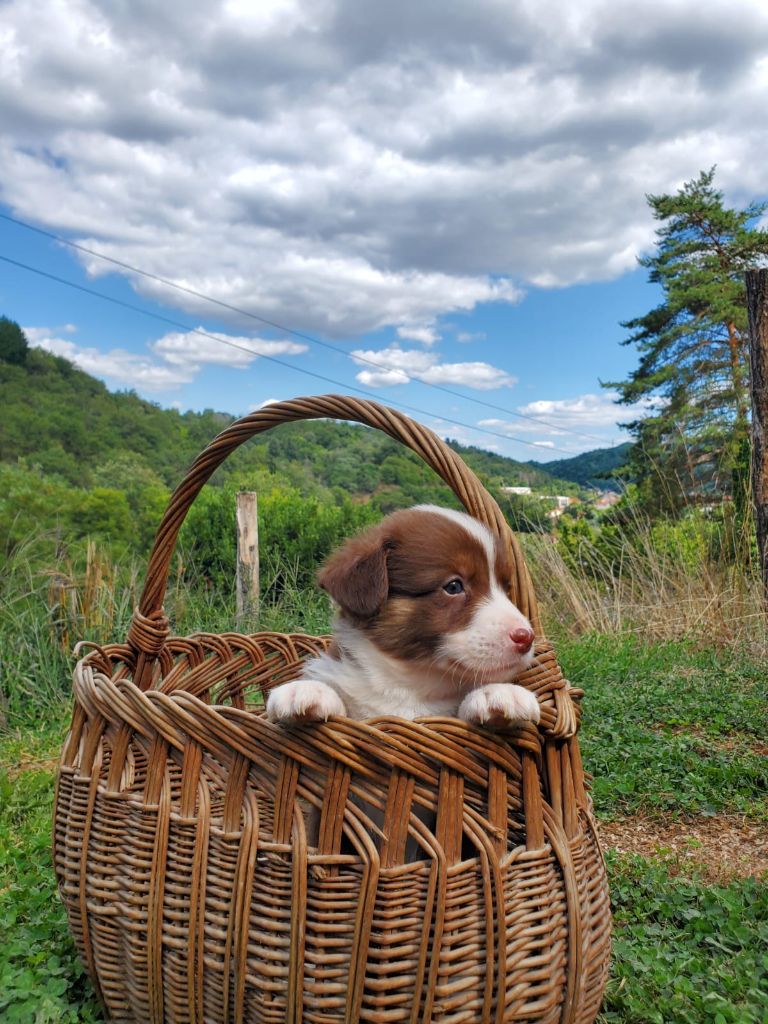 Manon Uberos - Chiots disponibles - Welsh Corgi Cardigan