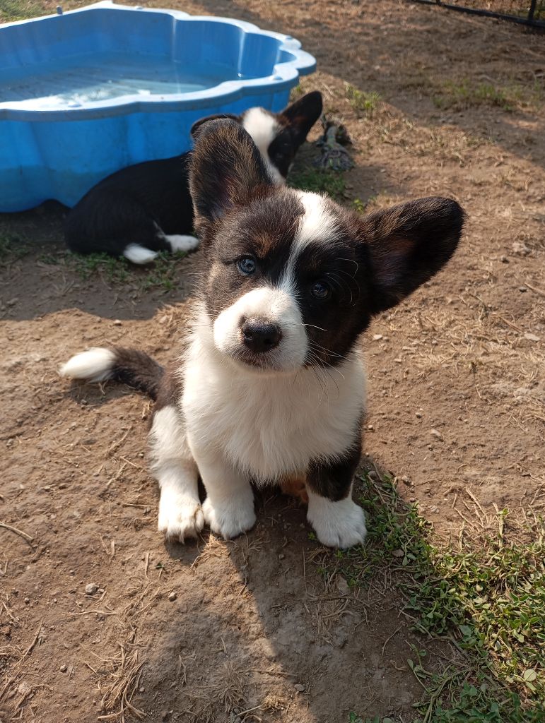 Manon Uberos - Chiots disponibles - Welsh Corgi Cardigan